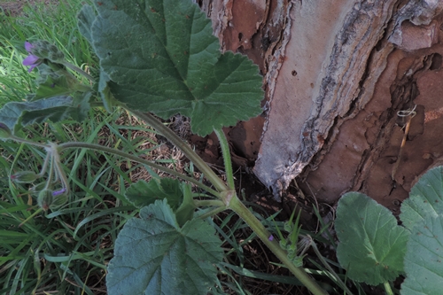 Erodium malacoides (L.) L''Hr. (Geraniaceae)